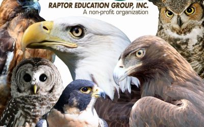 “Winged Wonders” At The Owen-Withee Elementary School On June 21st!